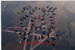 60WAY 1998 State Record